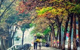 Ngắm những vòm cây đẹp như cổ tích ở Hà Nội